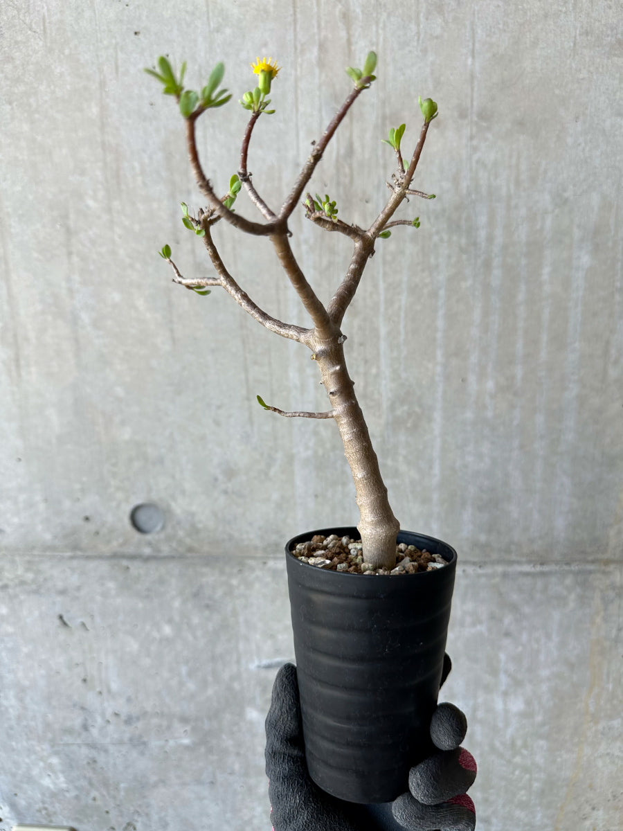 【現品限り】オトンナ・アルブスクラ 花咲き始めました【F64】 Othonna arbuscula