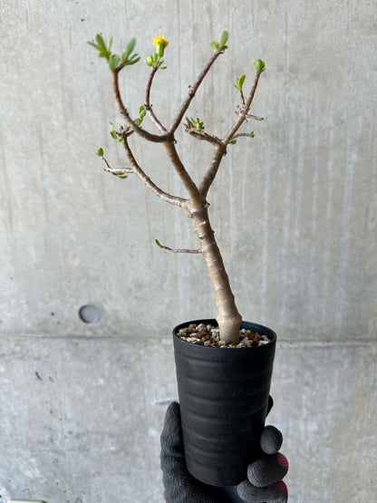 【現品限り】オトンナ・アルブスクラ 花咲き始めました【F64】 Othonna arbuscula