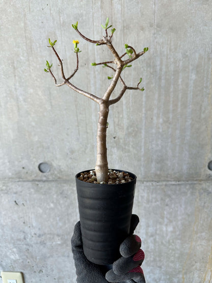 【現品限り】オトンナ・アルブスクラ 花咲き始めました【F64】 Othonna arbuscula