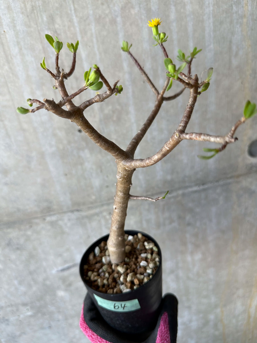 【現品限り】オトンナ・アルブスクラ 花咲き始めました【F64】 Othonna arbuscula