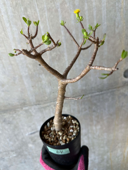 【現品限り】オトンナ・アルブスクラ 花咲き始めました【F64】 Othonna arbuscula