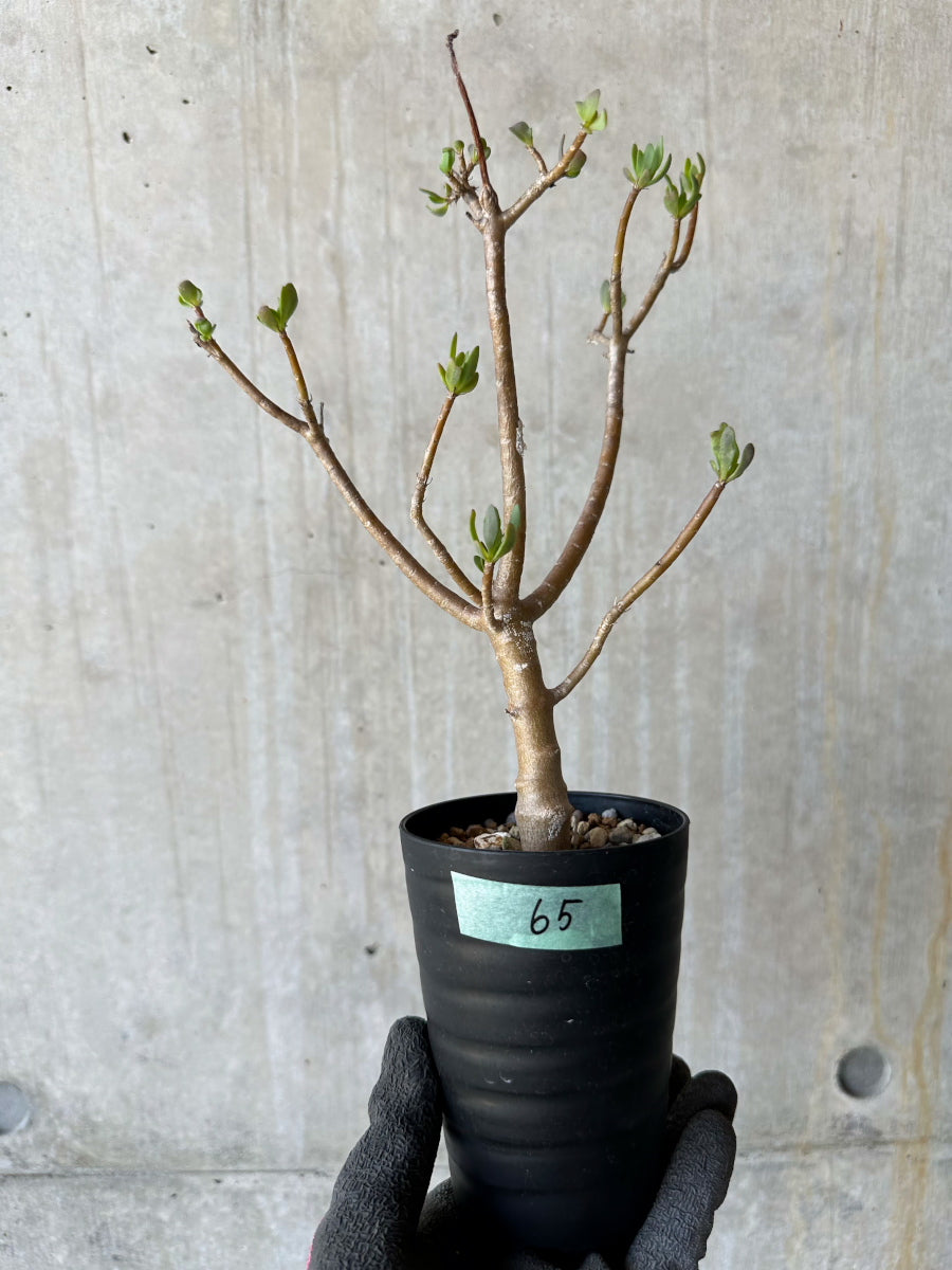 【現品限り】オトンナ・アルブスクラ 花咲き始めました【F65】 Othonna arbuscula