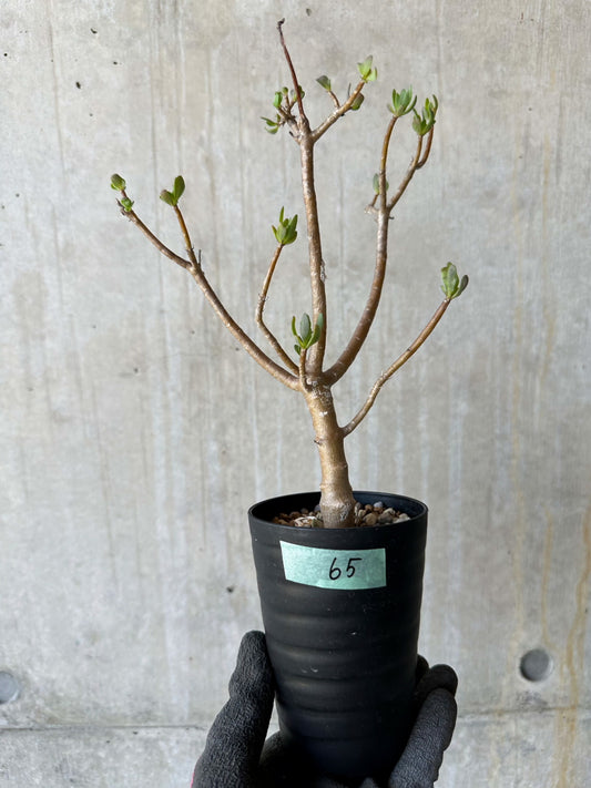 【現品限り】オトンナ・アルブスクラ 花咲き始めました【F65】 Othonna arbuscula