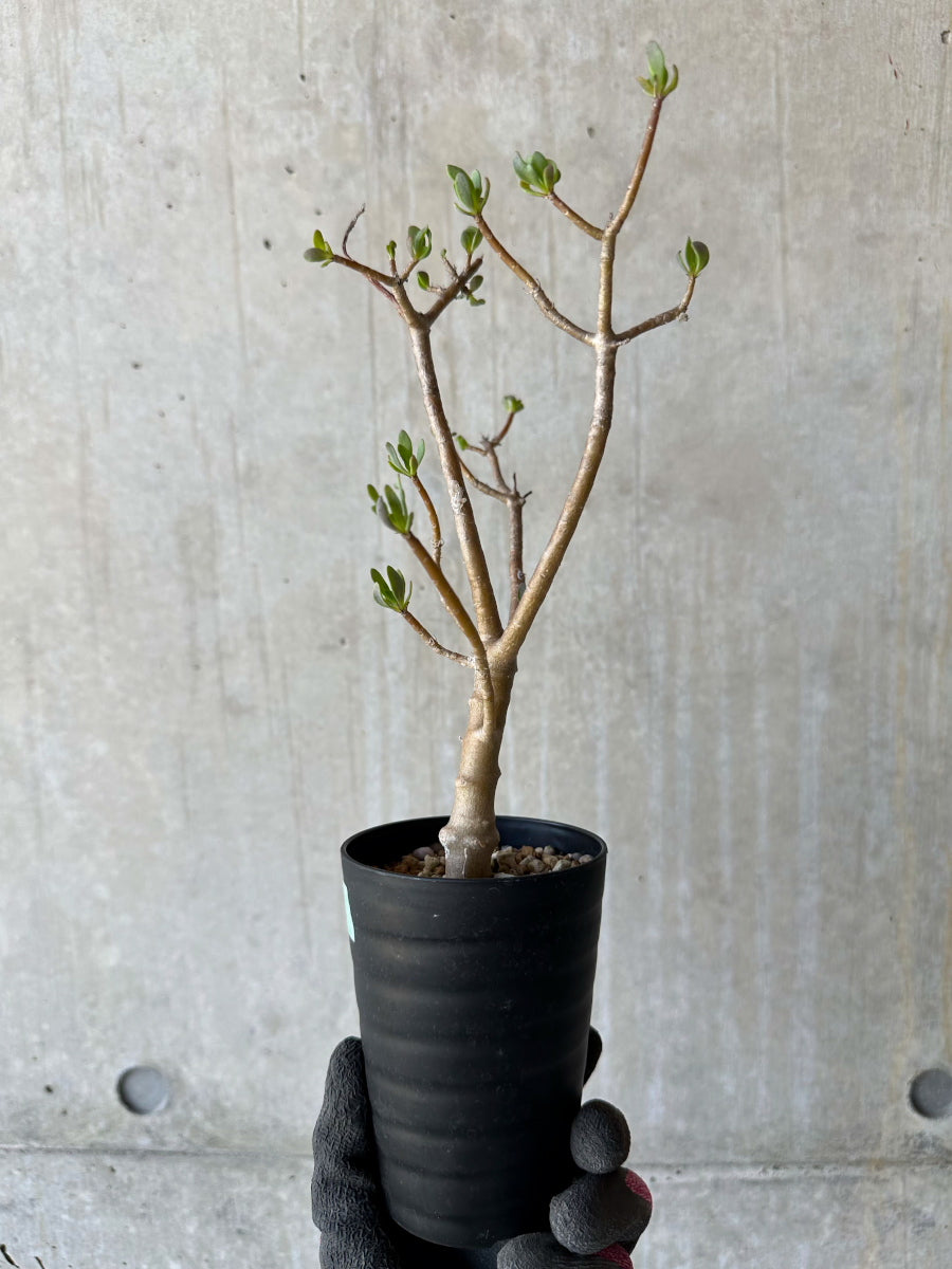 【現品限り】オトンナ・アルブスクラ 花咲き始めました【F65】 Othonna arbuscula