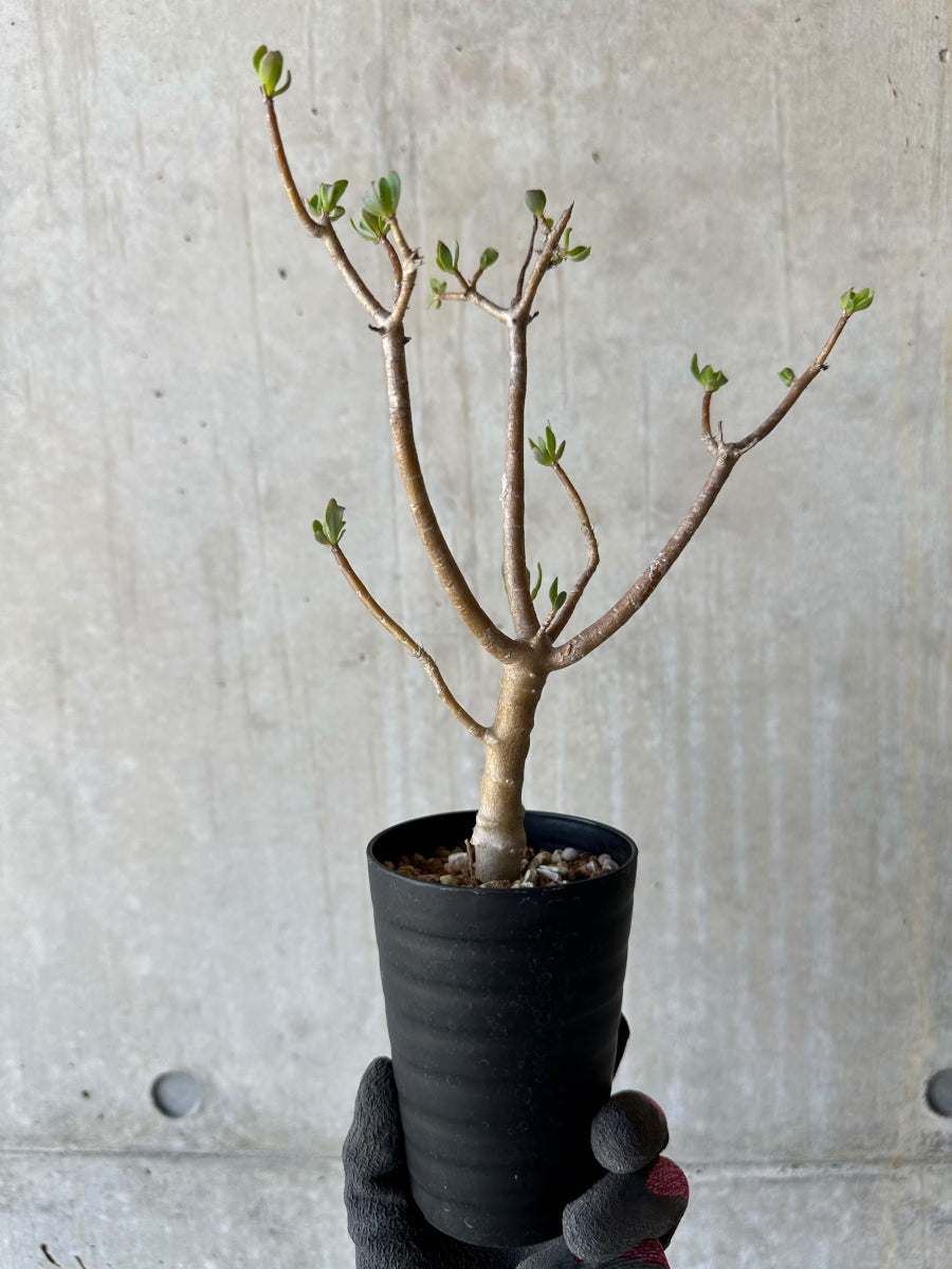 【現品限り】オトンナ・アルブスクラ 花咲き始めました【F65】 Othonna arbuscula