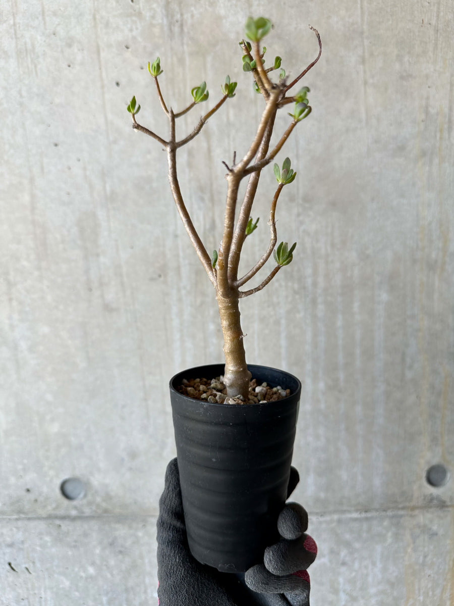 【現品限り】オトンナ・アルブスクラ 花咲き始めました【F65】 Othonna arbuscula