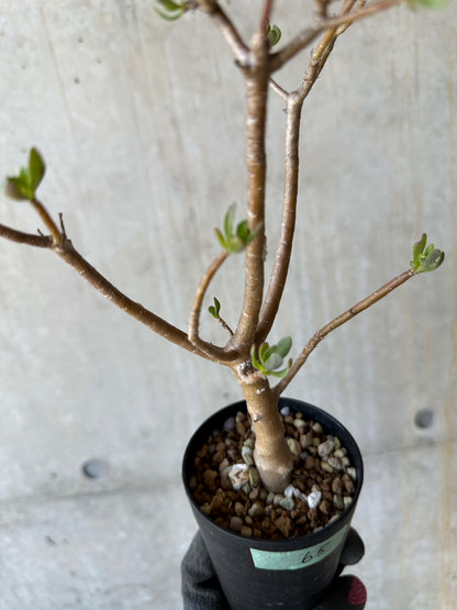 【現品限り】オトンナ・アルブスクラ 花咲き始めました【F65】 Othonna arbuscula