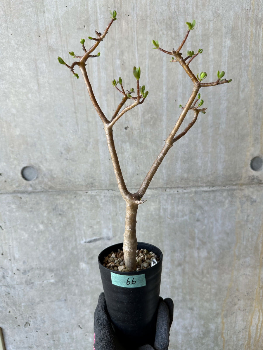 【現品限り】オトンナ・アルブスクラ 花咲き始めました【F66】 Othonna arbuscula