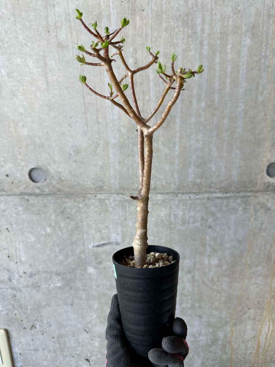 【現品限り】オトンナ・アルブスクラ 花咲き始めました【F66】 Othonna arbuscula