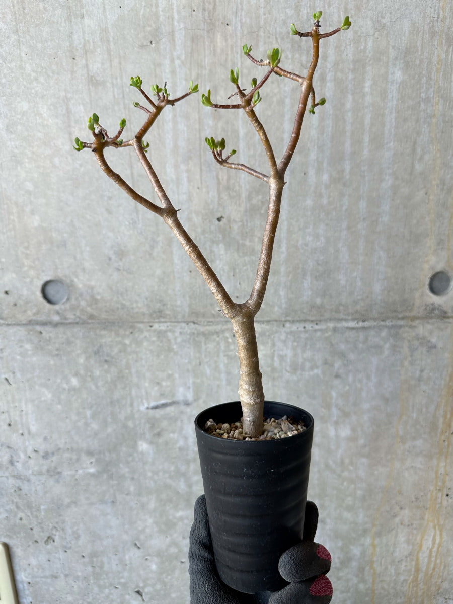 【現品限り】オトンナ・アルブスクラ 花咲き始めました【F66】 Othonna arbuscula