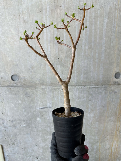 【現品限り】オトンナ・アルブスクラ 花咲き始めました【F66】 Othonna arbuscula