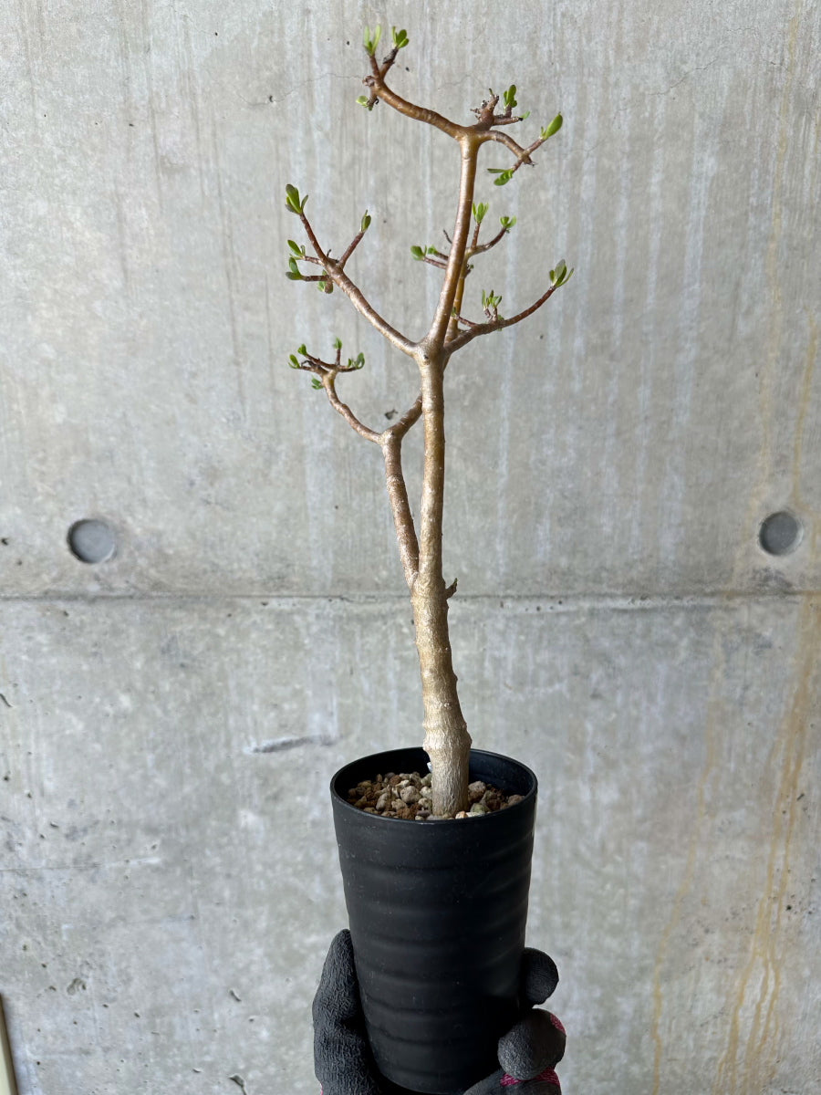 【現品限り】オトンナ・アルブスクラ 花咲き始めました【F66】 Othonna arbuscula