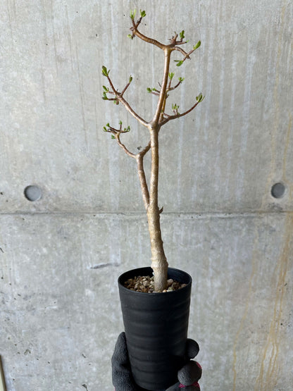 【現品限り】オトンナ・アルブスクラ 花咲き始めました【F66】 Othonna arbuscula