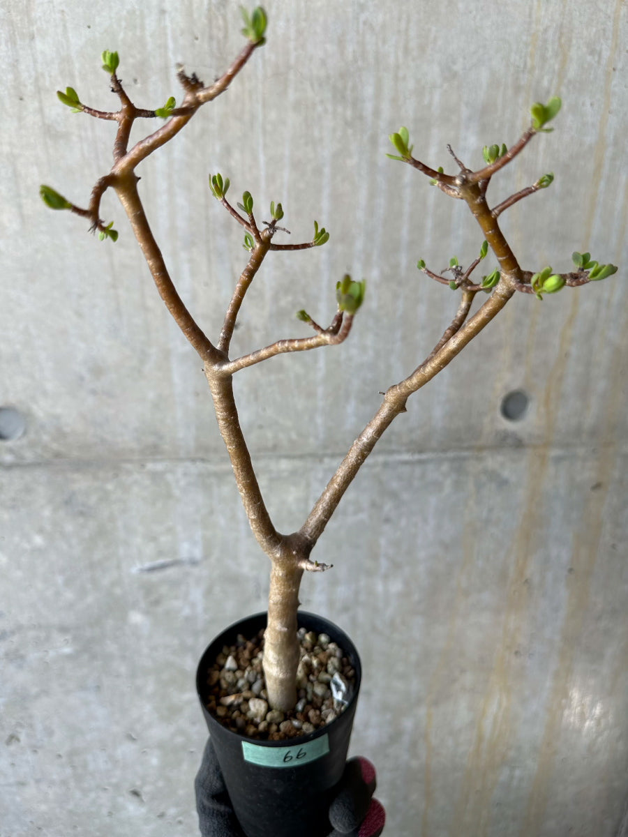 【現品限り】オトンナ・アルブスクラ 花咲き始めました【F66】 Othonna arbuscula