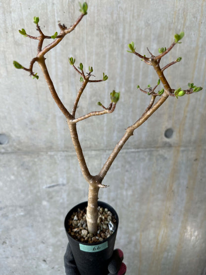 【現品限り】オトンナ・アルブスクラ 花咲き始めました【F66】 Othonna arbuscula