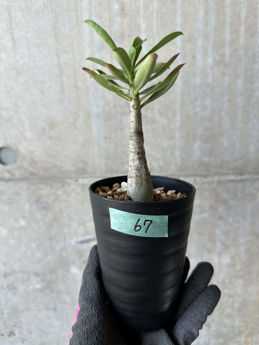 【現品限り】アデニウム・ソマレンセ【F67】 Adenium somalense