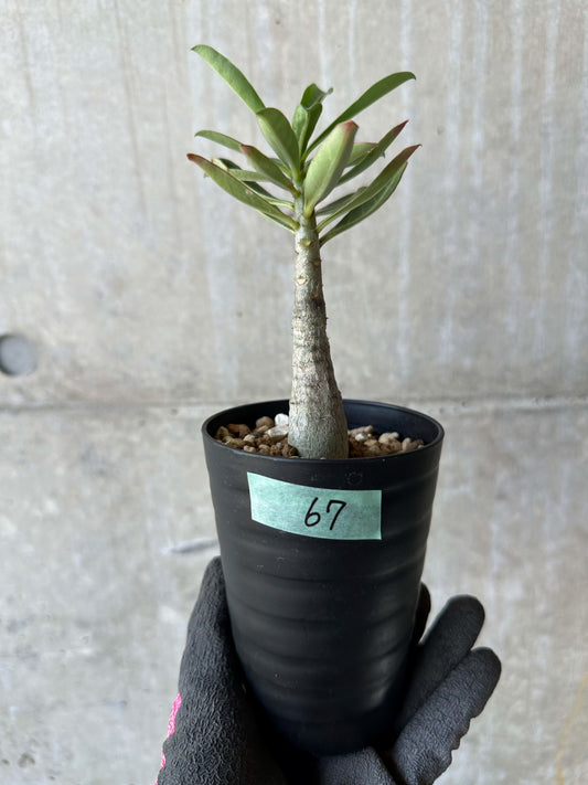 【現品限り】アデニウム・ソマレンセ【F67】 Adenium somalense