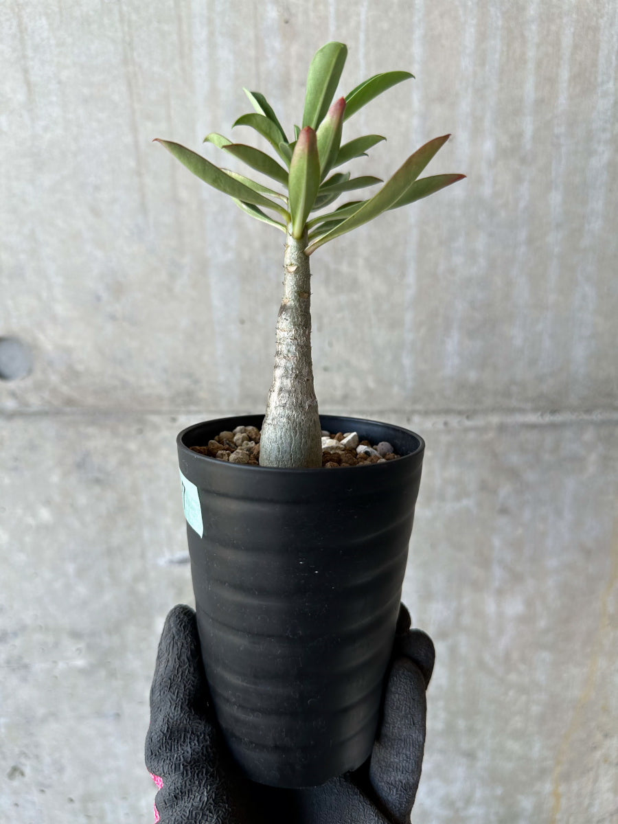 【現品限り】アデニウム・ソマレンセ【F67】 Adenium somalense