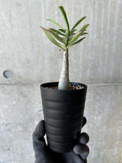 【現品限り】アデニウム・ソマレンセ【F67】 Adenium somalense