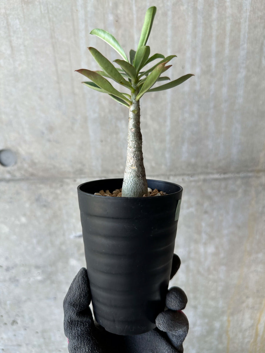 【現品限り】アデニウム・ソマレンセ【F67】 Adenium somalense