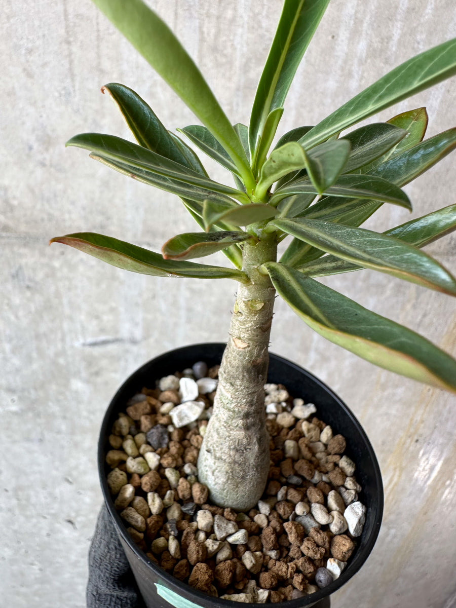 【現品限り】アデニウム・ソマレンセ【F67】 Adenium somalense