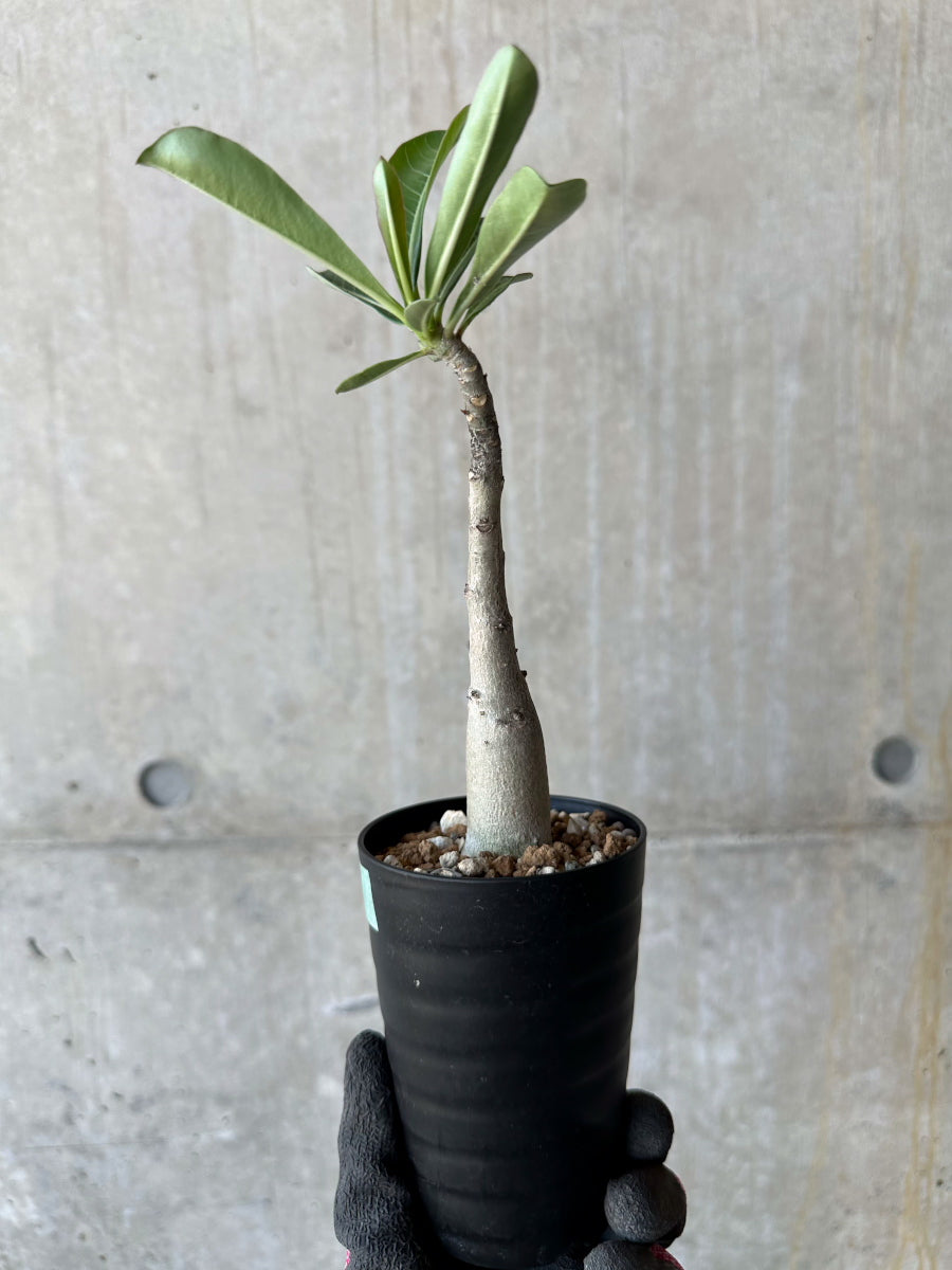 現品限り】アデニウム・ソマレンセ【F68】 Adenium somalense 塊根植物
