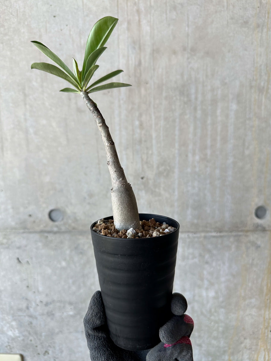 【現品】塊根植物 アデニウム ソマレンセ ８号鉢 現品限り】アデニウム・ソマレンセ【F68】 Adenium somalense 塊根植物