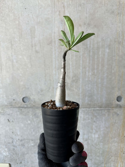 【現品限り】アデニウム・ソマレンセ【F68】 Adenium somalense