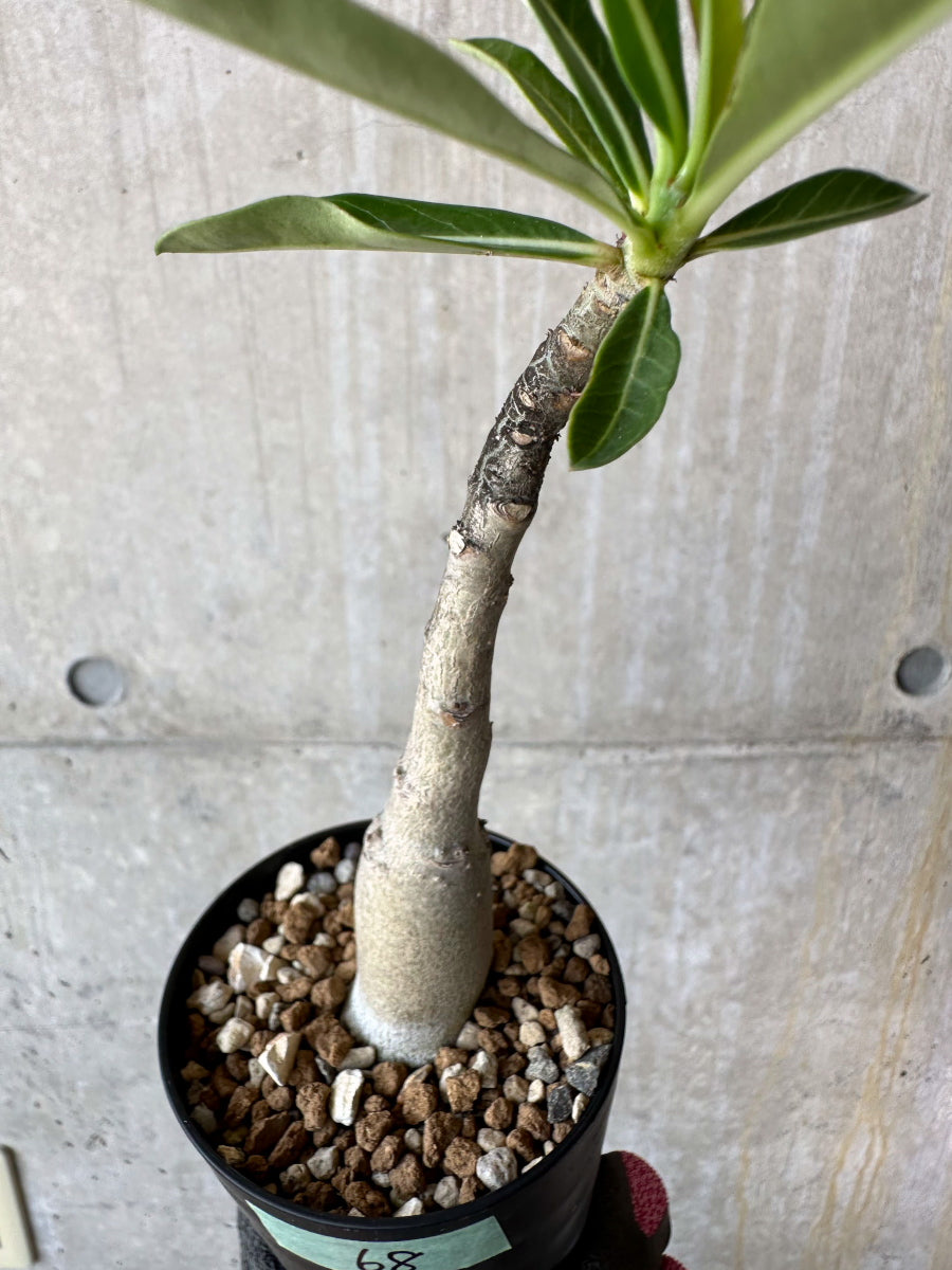 現品限り】アデニウム・ソマレンセ【F68】 Adenium somalense 塊根植物