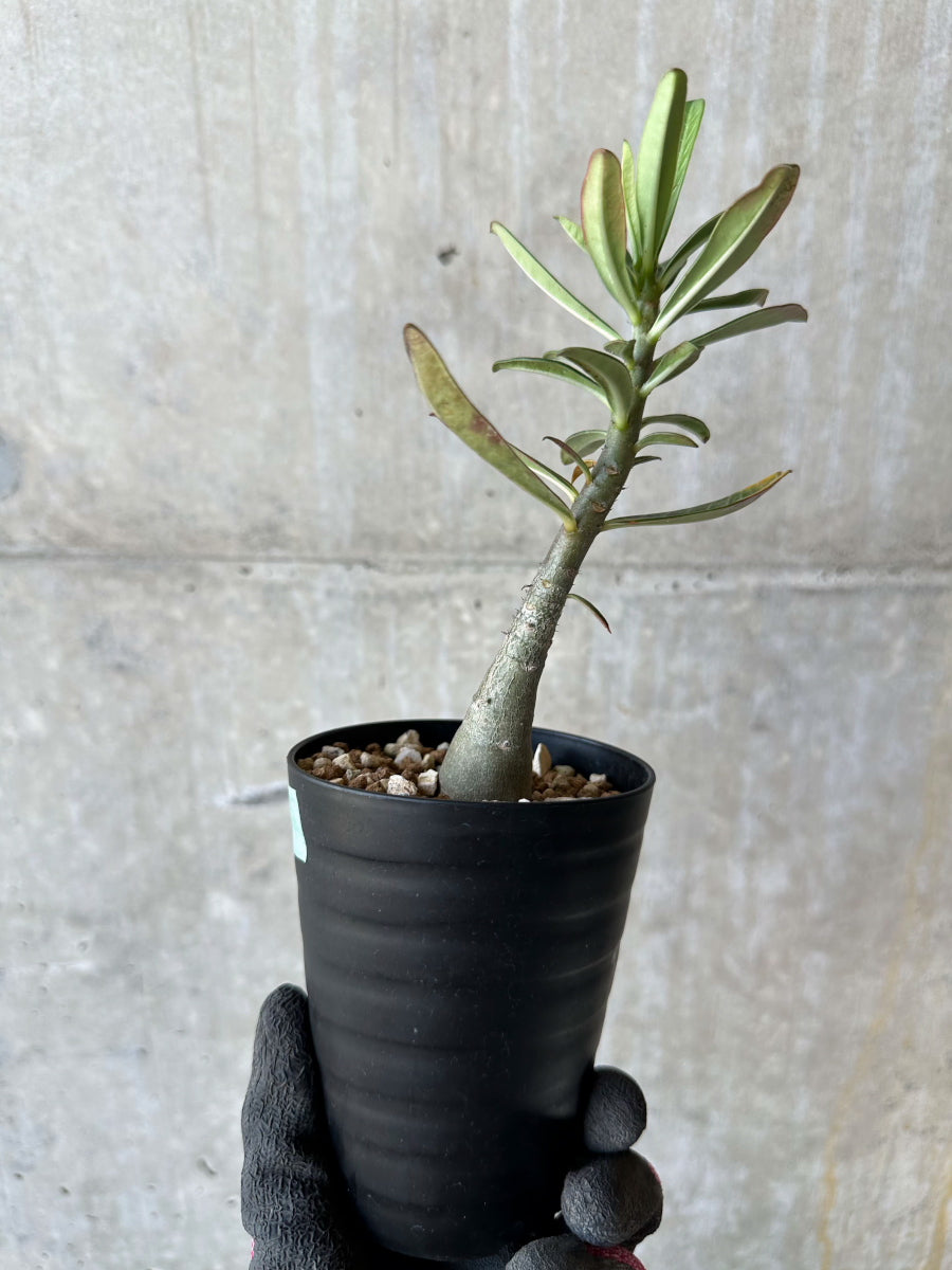 現品限り】アデニウム・ソマレンセ【F69】 Adenium somalense 塊根植物