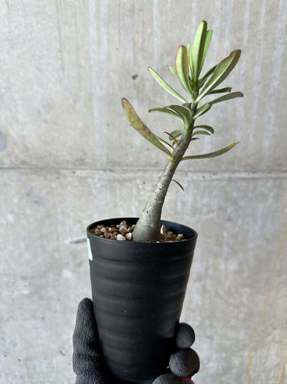 【現品限り】アデニウム・ソマレンセ【F69】 Adenium somalense