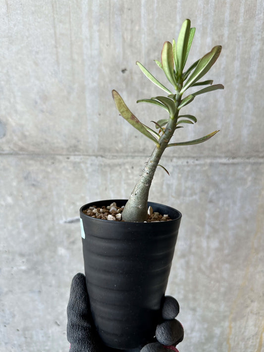 【現品限り】アデニウム・ソマレンセ【F69】 Adenium somalense