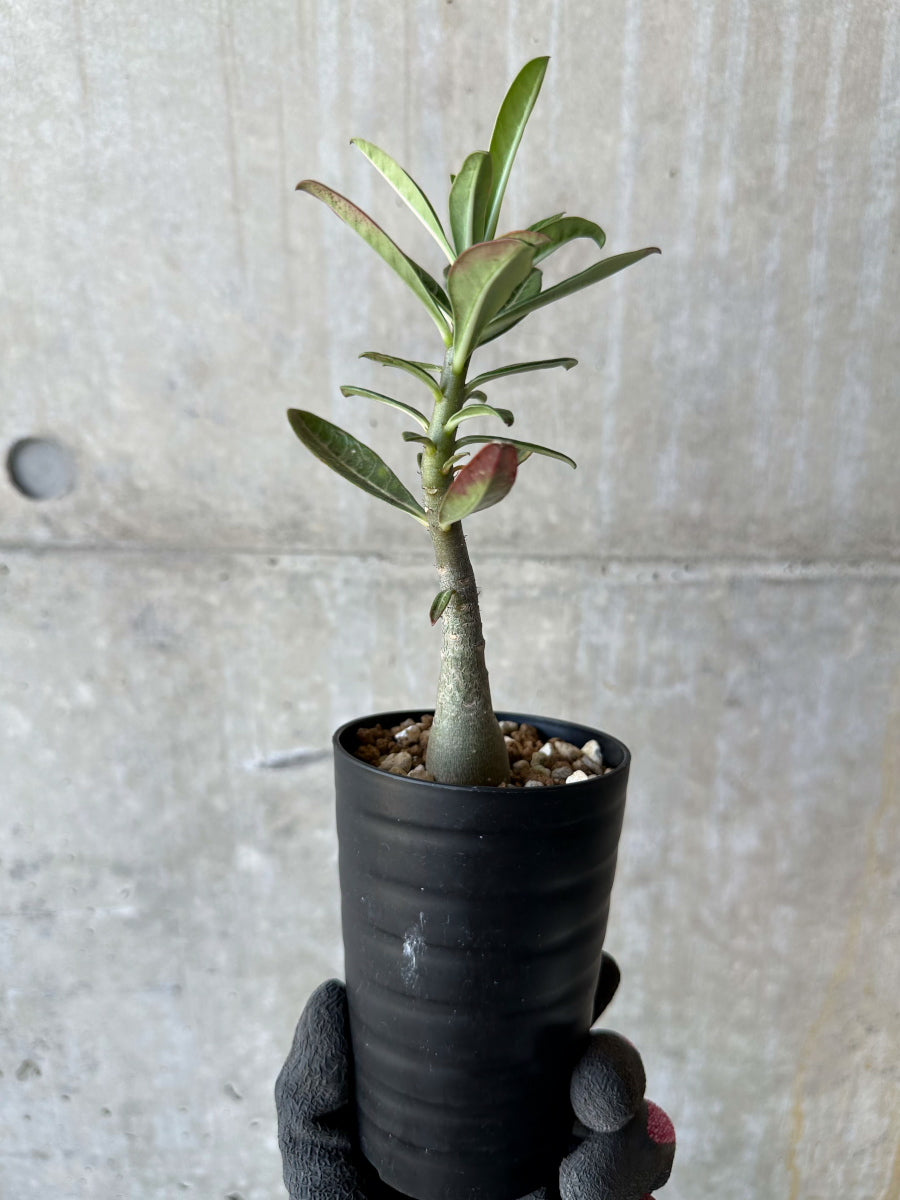 【現品限り】アデニウム・ソマレンセ【F69】 Adenium somalense