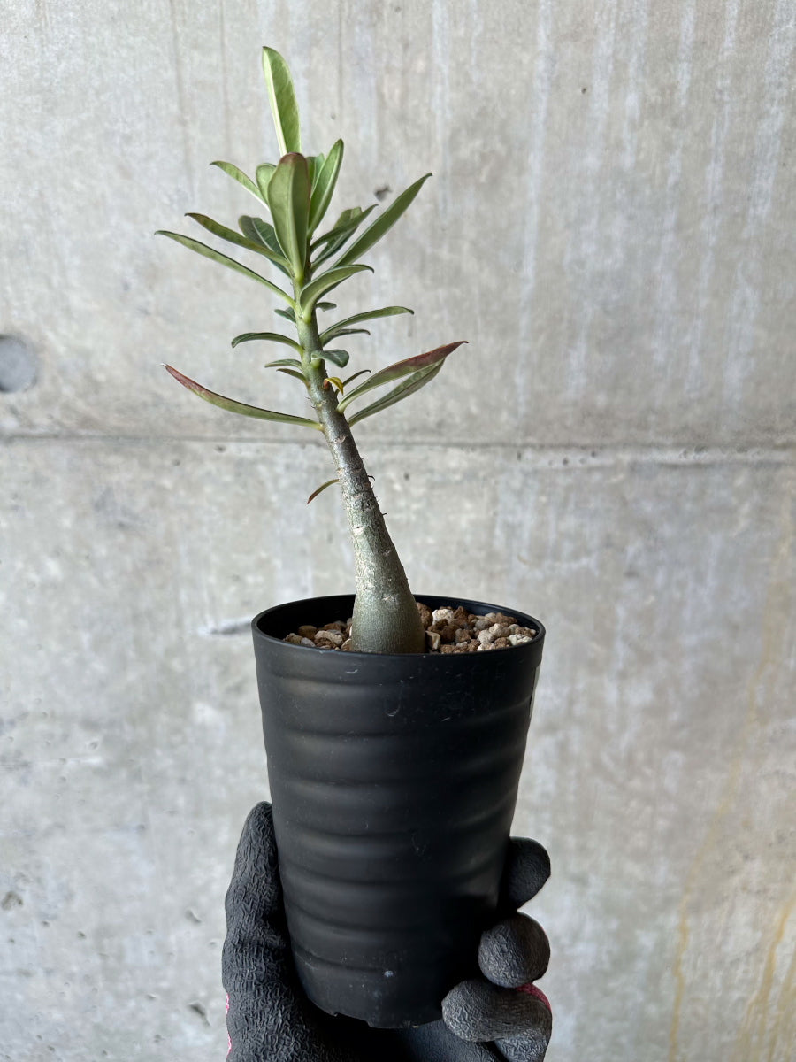 現品限り】アデニウム・ソマレンセ【F69】 Adenium somalense 塊根植物