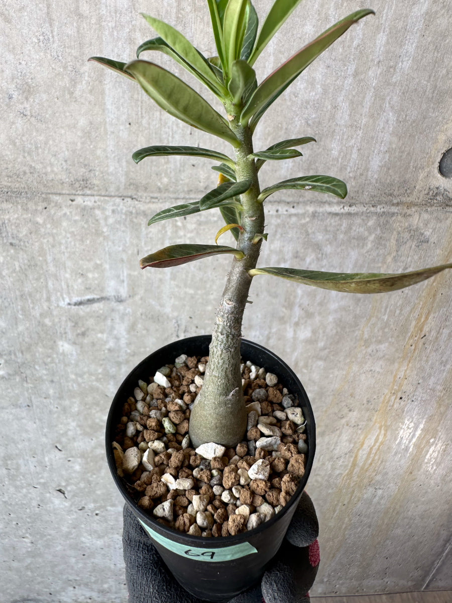 現品限り】アデニウム・ソマレンセ【F69】 Adenium somalense 塊根植物