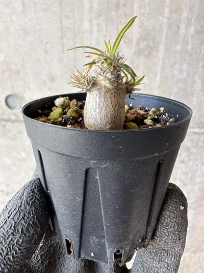 【現品限り】パキポディウム・グラキリス【F6】 Pachypodium gracilius