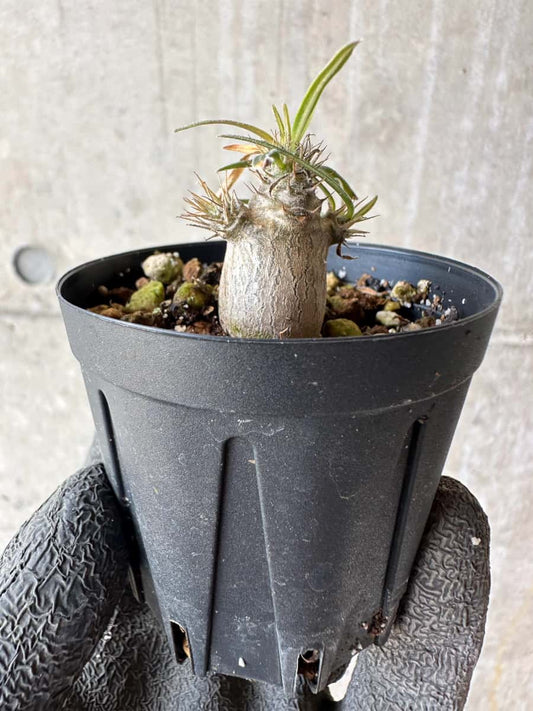 【現品限り】パキポディウム・グラキリス【F6】 Pachypodium gracilius