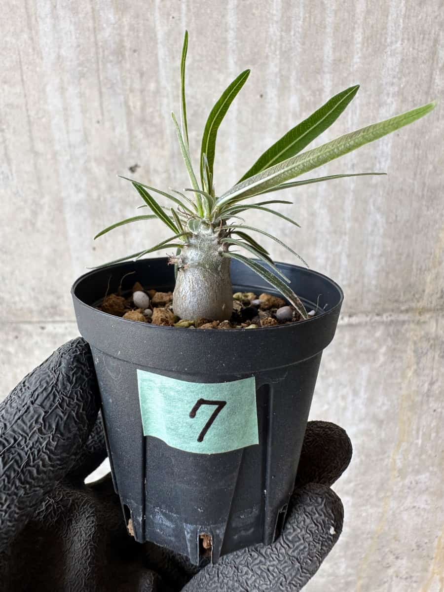 【現品限り】パキポディウム・グラキリス【F7】 Pachypodium gracilius