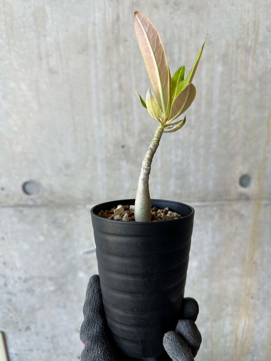 現品限り】アデニウム・ソマレンセ【F70】 Adenium somalense 塊根植物