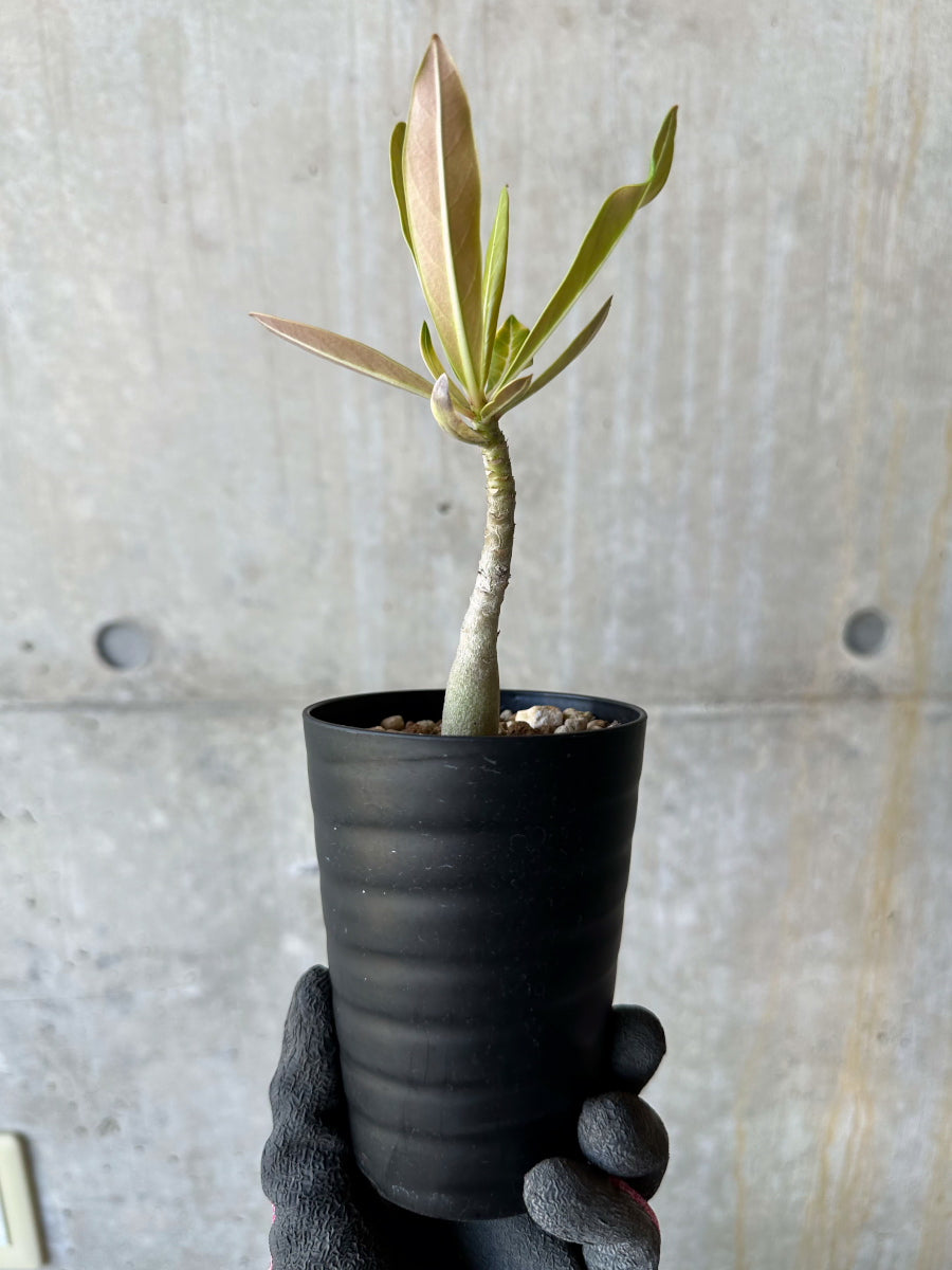 現品限り】アデニウム・ソマレンセ【F70】 Adenium somalense 塊根植物
