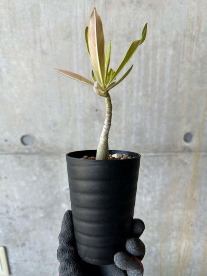 【現品限り】アデニウム・ソマレンセ【F70】 Adenium somalense