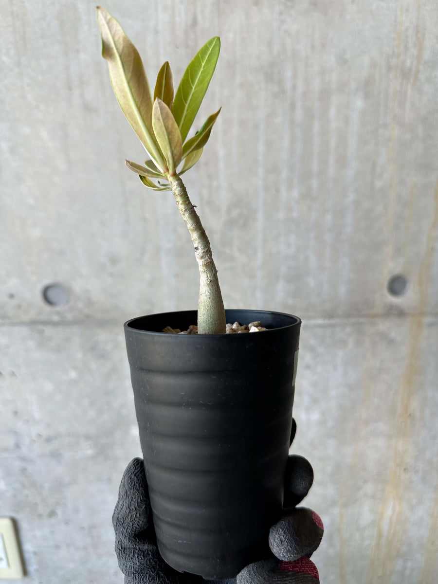 現品限り】アデニウム・ソマレンセ【F70】 Adenium somalense 塊根植物