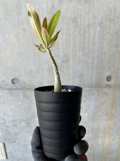【現品限り】アデニウム・ソマレンセ【F70】 Adenium somalense