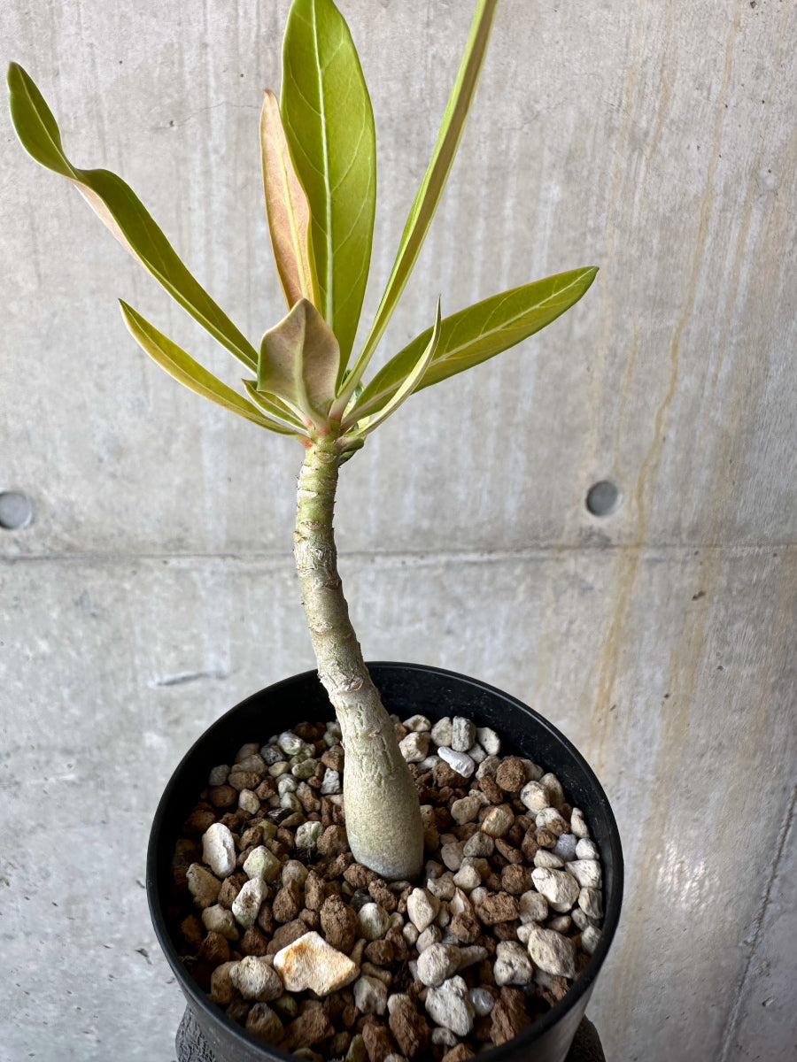 カ7167 「現地株」アデニウム ソマレンセ 植え【未発根・Adenium