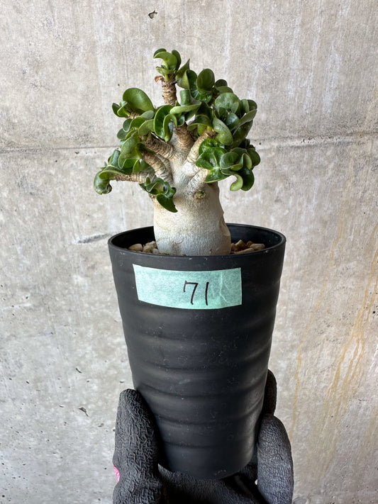 【現品限り】アデニウム・DHA 葉巻【F71】 Adenium DHA