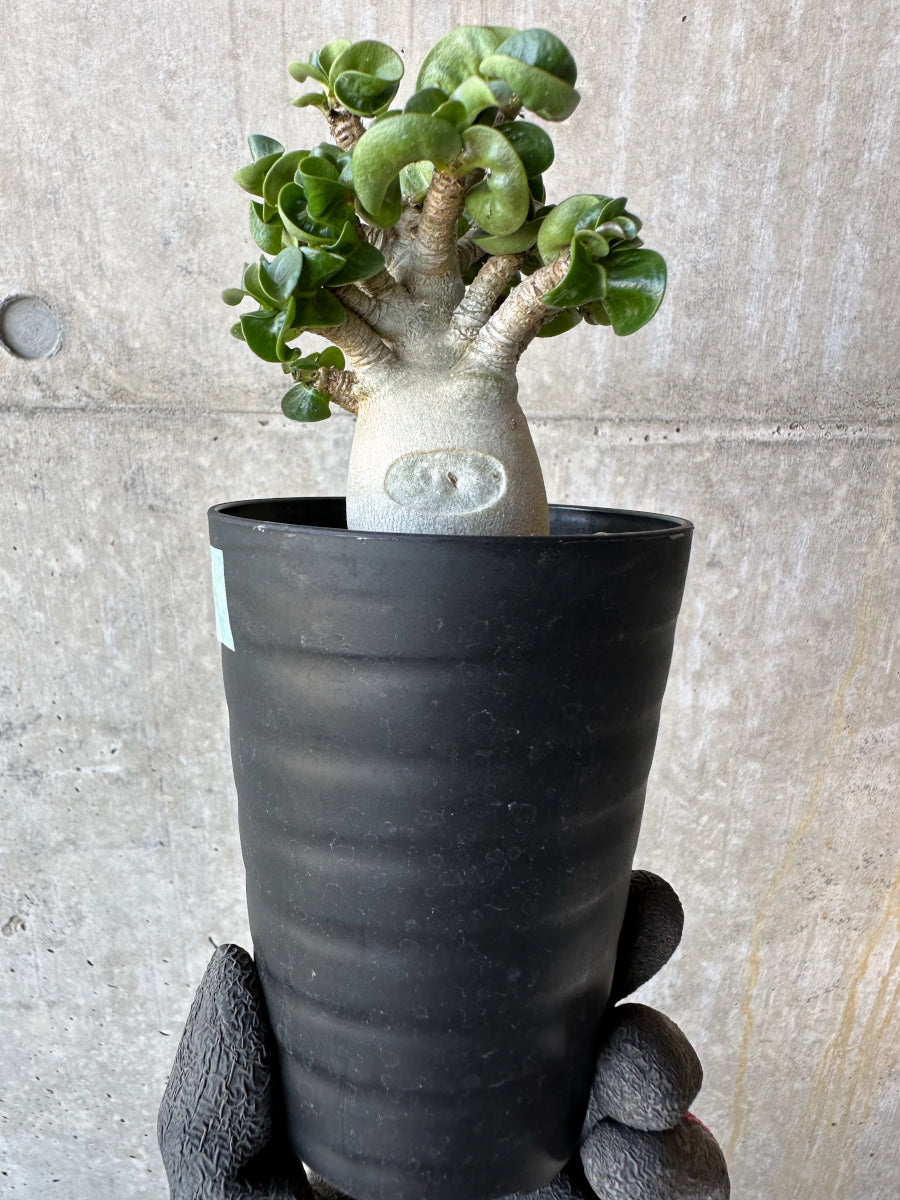 【現品限り】アデニウム・DHA 葉巻【F71】 Adenium DHA
