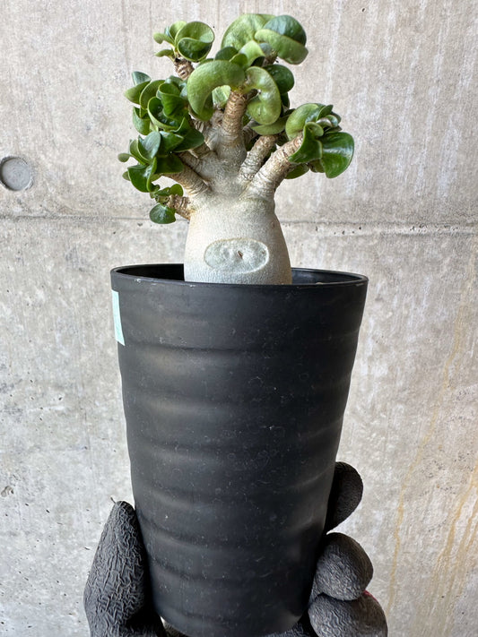 【現品限り】アデニウム・DHA 葉巻【F71】 Adenium DHA