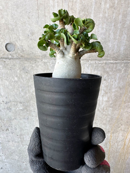 【現品限り】アデニウム・DHA 葉巻【F71】 Adenium DHA