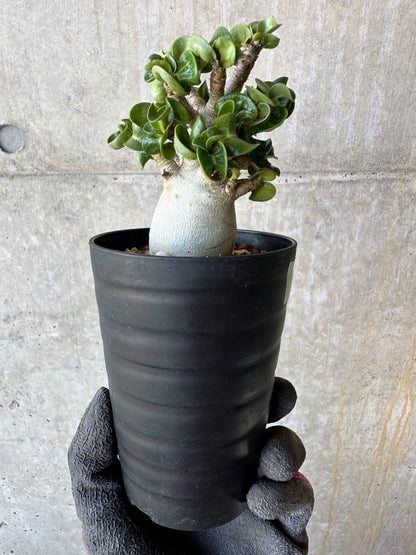【現品限り】アデニウム・DHA 葉巻【F71】 Adenium DHA