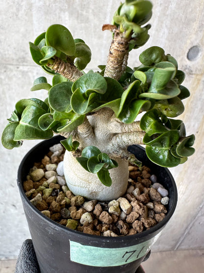 【現品限り】アデニウム・DHA 葉巻【F71】 Adenium DHA